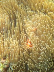 Clown Fish by Arnold Tom 
